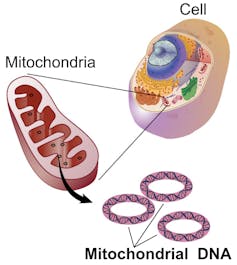 Mitochondria mutation mystery solved: Random sorting helps get rid of duds