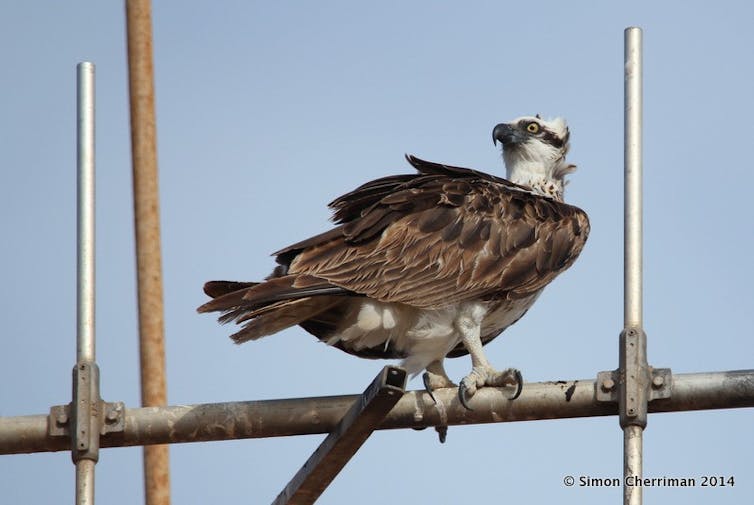 As humans change the world, predators seize the chance to succeed