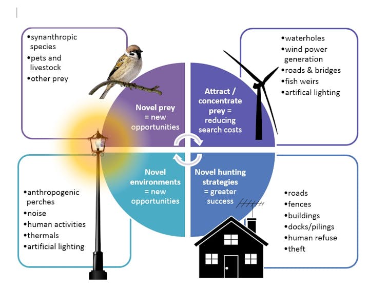 As humans change the world, predators seize the chance to succeed
