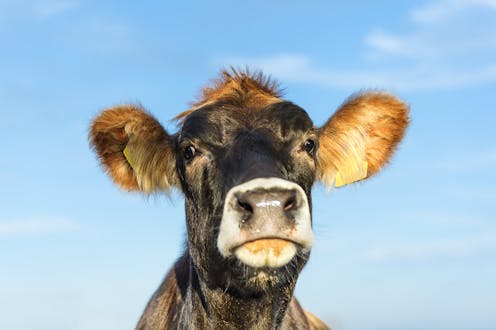 how animal parasites find a home in humans