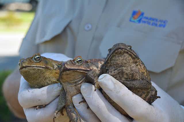 Come hither… how imitating mating males could cut cane toad numbers