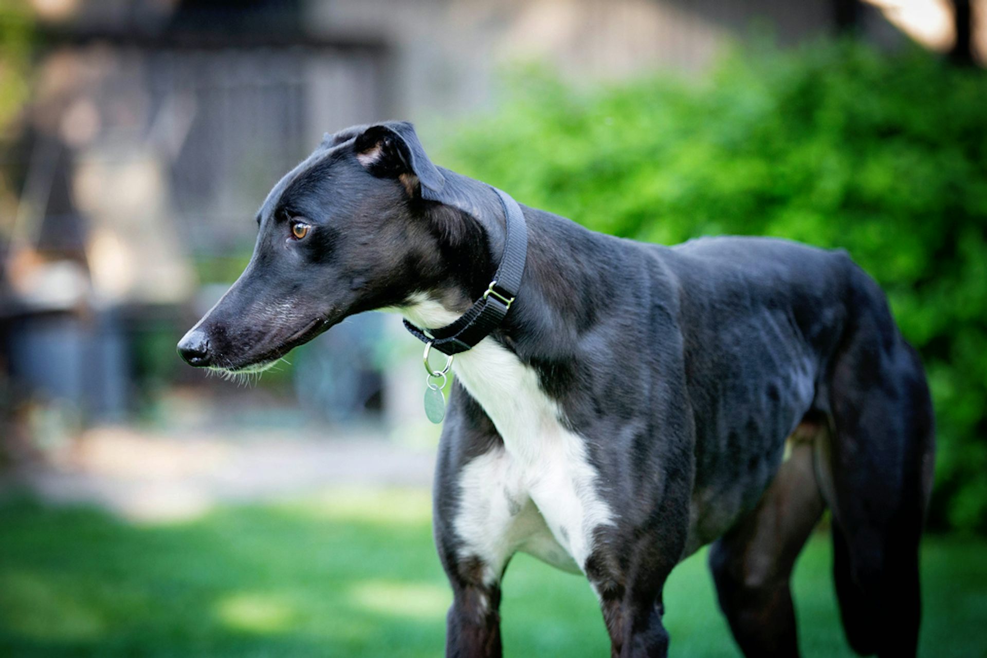 dogs that look like greyhounds