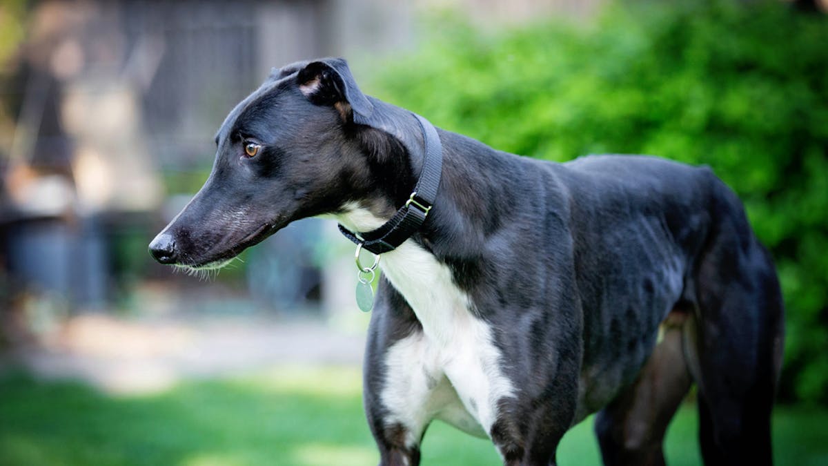 Easy Pets Or Fast Dogs The Problem With Labelling Greyhounds