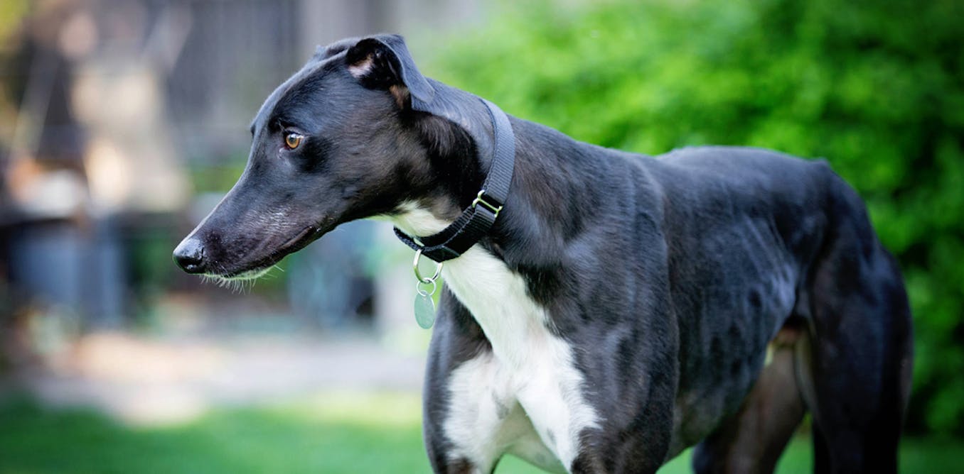 Easy Pets Or Fast Dogs The Problem With Labelling Greyhounds