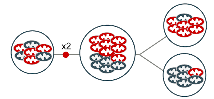 Mitochondria mutation mystery solved: Random sorting helps get rid of duds