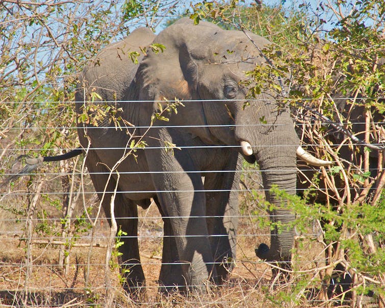 Africa's great migrations are failing but there is a solution