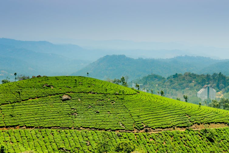 why does lemon juice lighten the colour of tea?