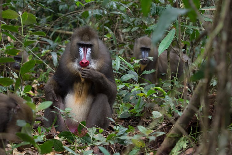 Batéké Park mandrills Gabon