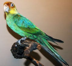 The tragic story of America's only native parrot, now extinct for 100 years