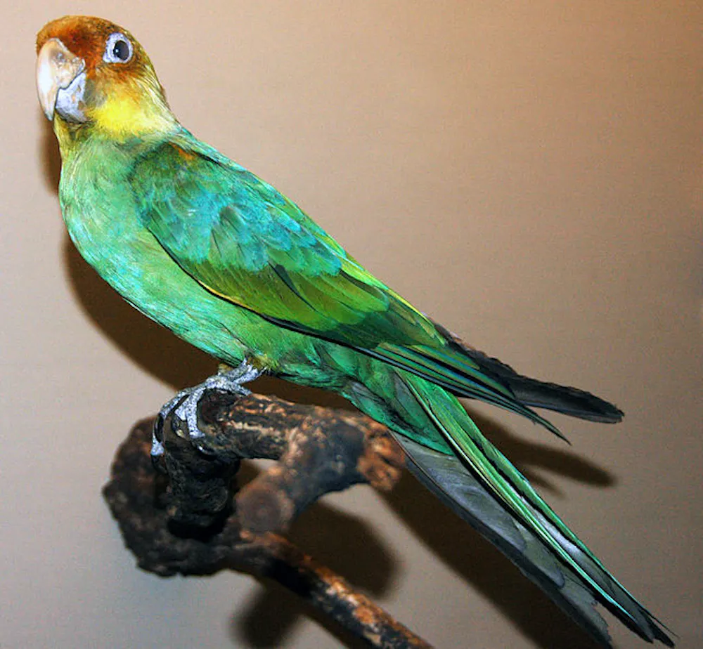 Native Parrots The tragic story of America’s only native parrot, now extinct for over ...