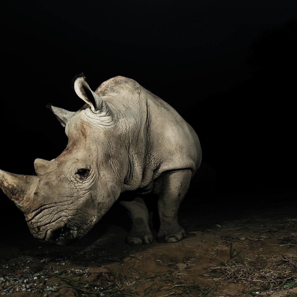 A Ban On Captive Animals Could Speed Up Extinction