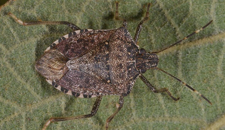 The city-loving ‘devil bug’ lands in Paris… and continues its march ...