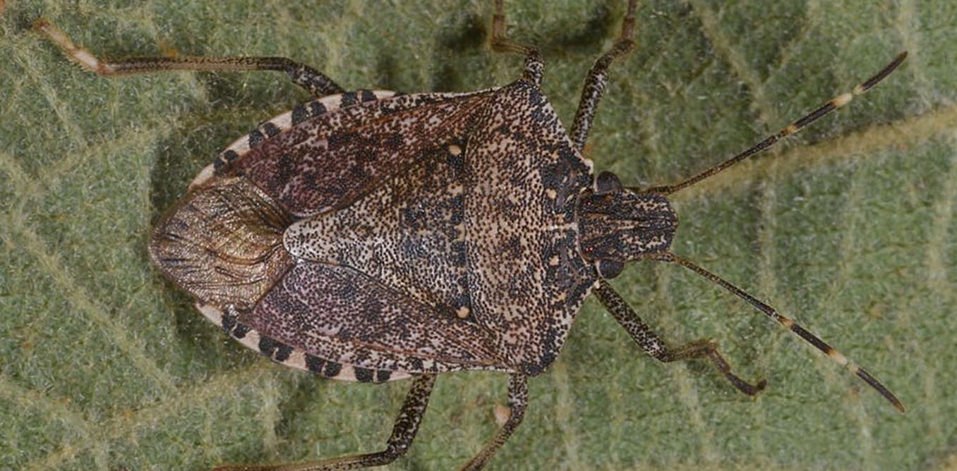 The city-loving ‘devil bug’ lands in Paris… and continues its march ...