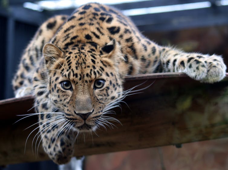 Amur leopard 