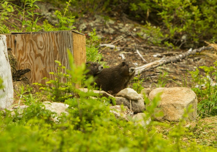 Newly released marmots peer out at onlookers on Vancouver Island in June 2015. 