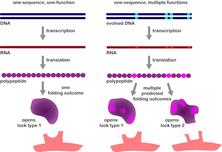 Discovery of a surprise multitasking gene helps explain how new functions and features evolve