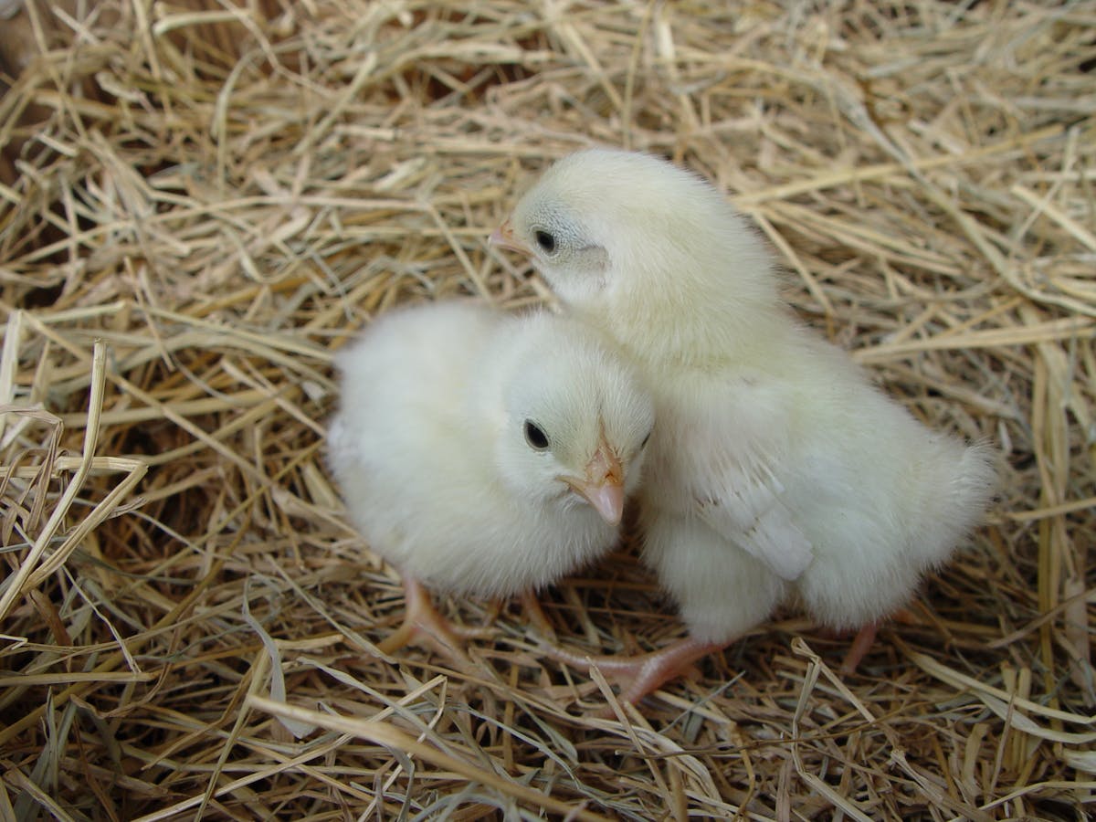 2 chicks. Цыплята от двух желтков. Chick Hatches out.