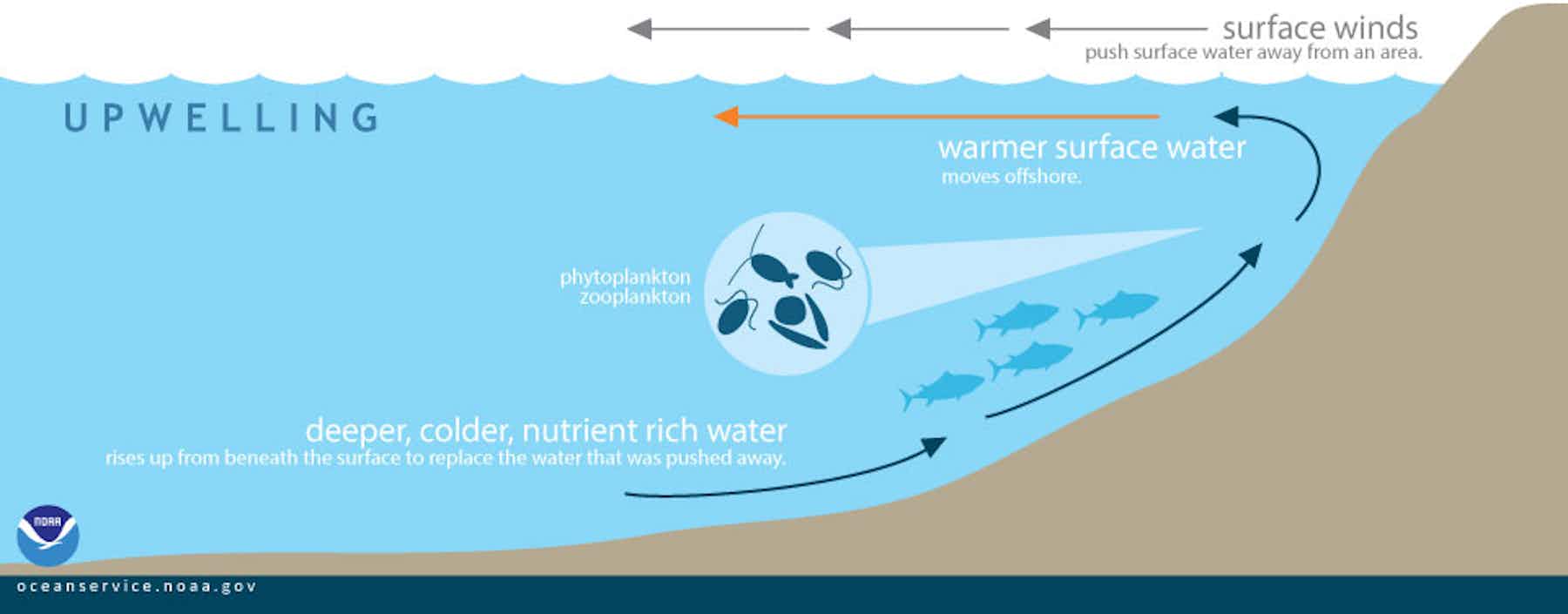 Climate change could alter ocean food chains, leading to far fewer fish ... Biology Diagrams