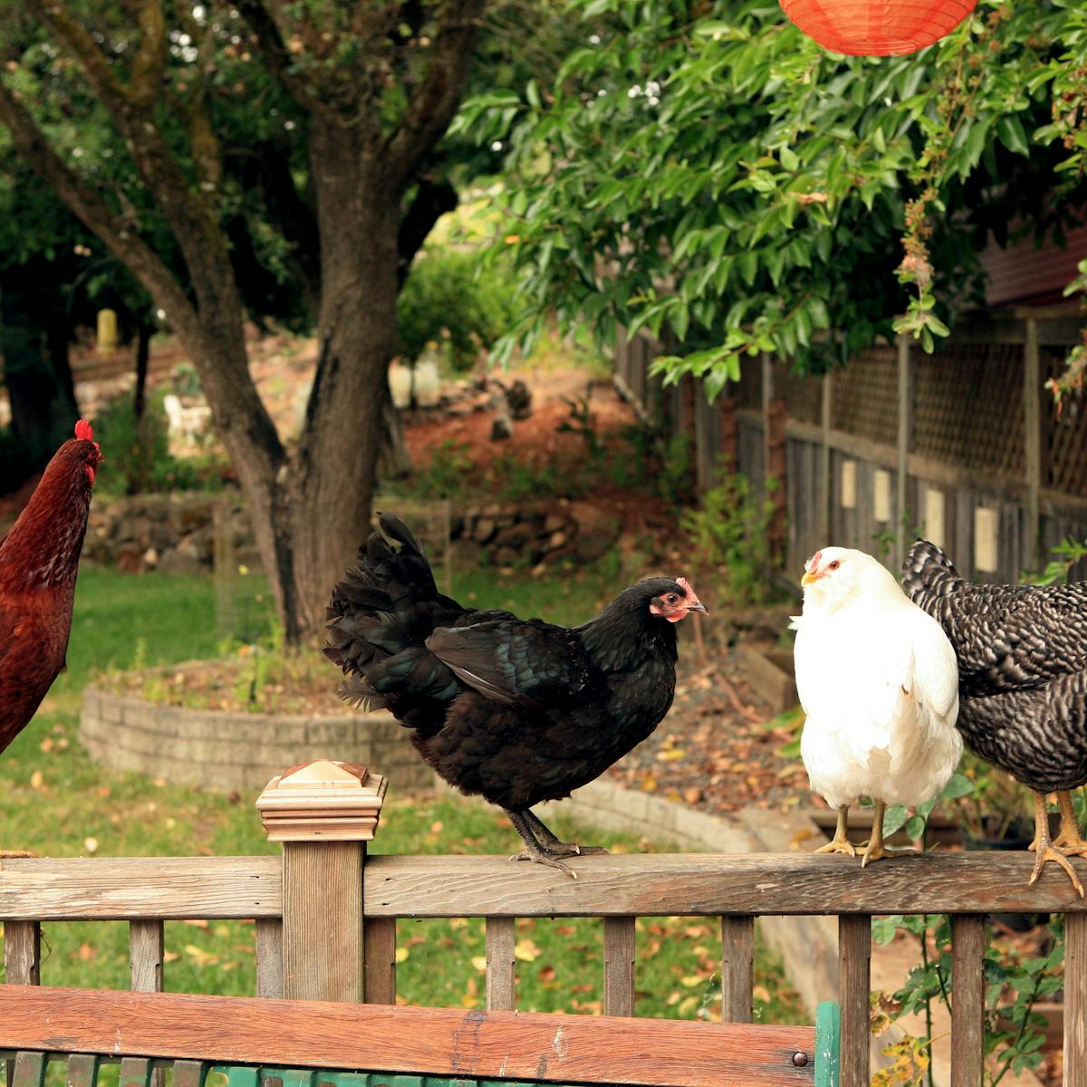 A Chicken In Every Backyard Urban Poultry Needs More Regulation