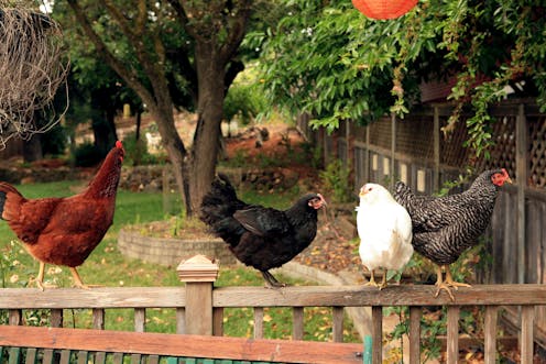 A Chicken In Every Backyard Urban Poultry Needs More Regulation To Protect Human And Animal Health