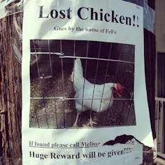 A chicken in every backyard: Urban poultry needs more regulation to protect human and animal health