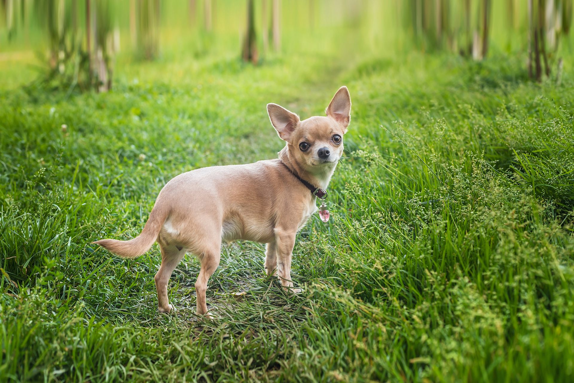 Why do dogs have best sale a shorter lifespan than humans