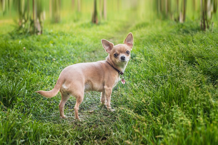 Why don't dogs live as long as humans?