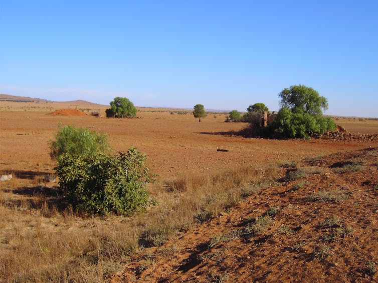 Recent Australian droughts may be the worst in 800 years