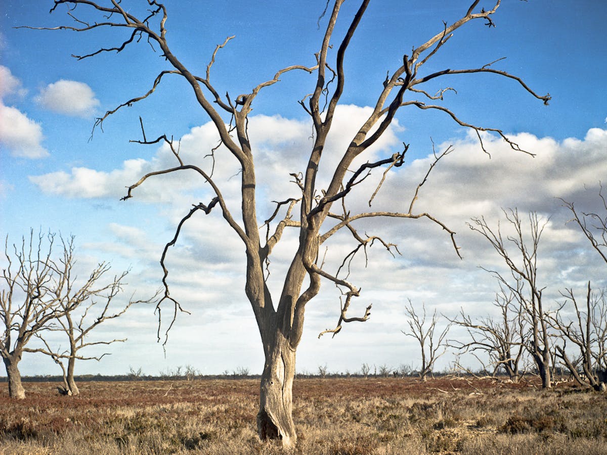 Recent Australian Droughts May Be The Worst In 800 Years