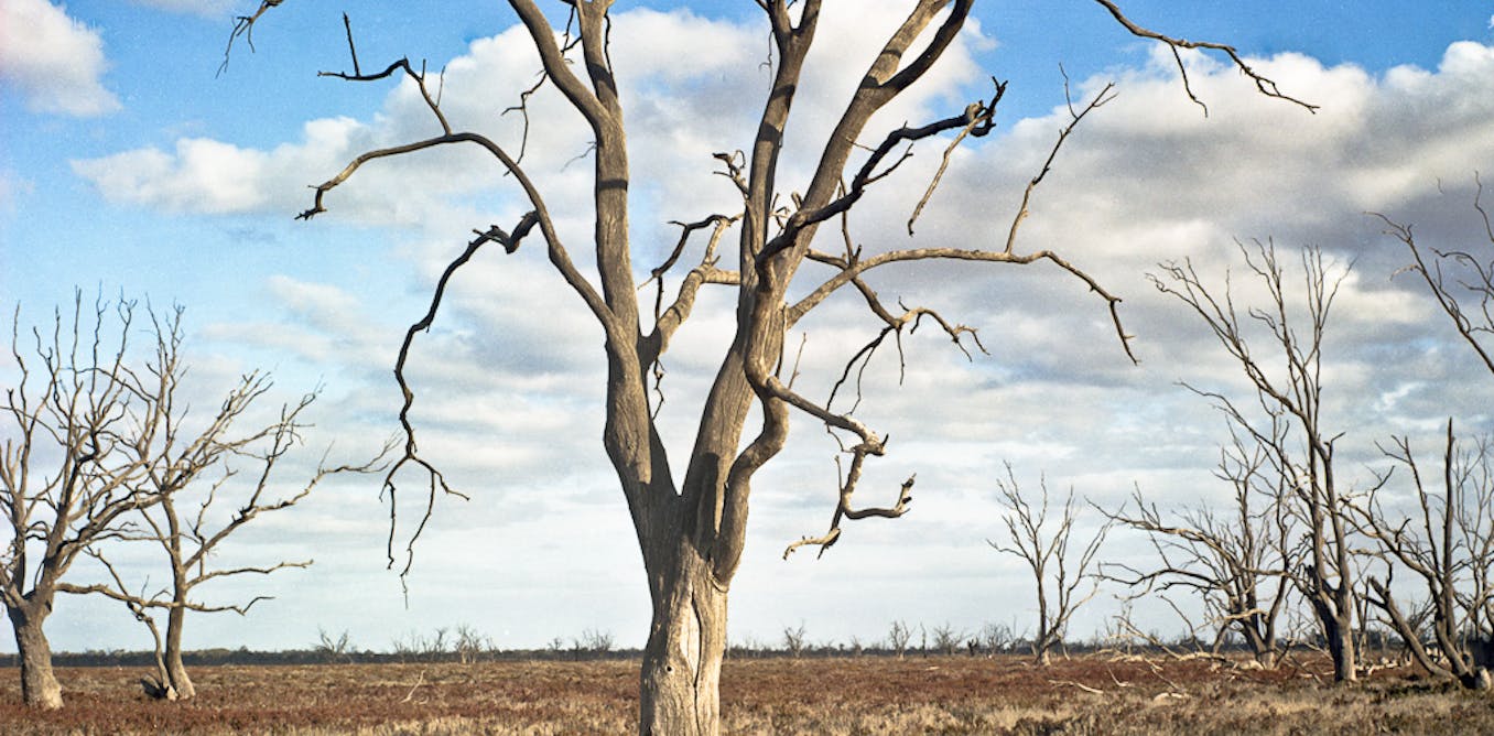 Recent Australian droughts may be the worst in 800 years - The Conversation AU