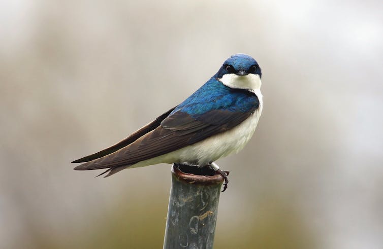 File 20180403 189807 5pprp6.jpg?ixlib=rb 1.1