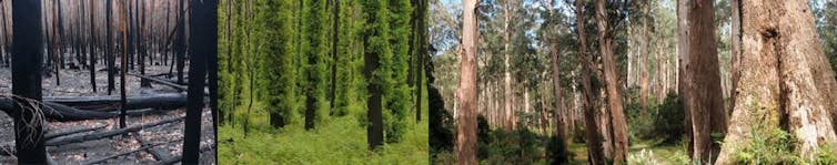 Why we are measuring the health of Australian vegetation poorly