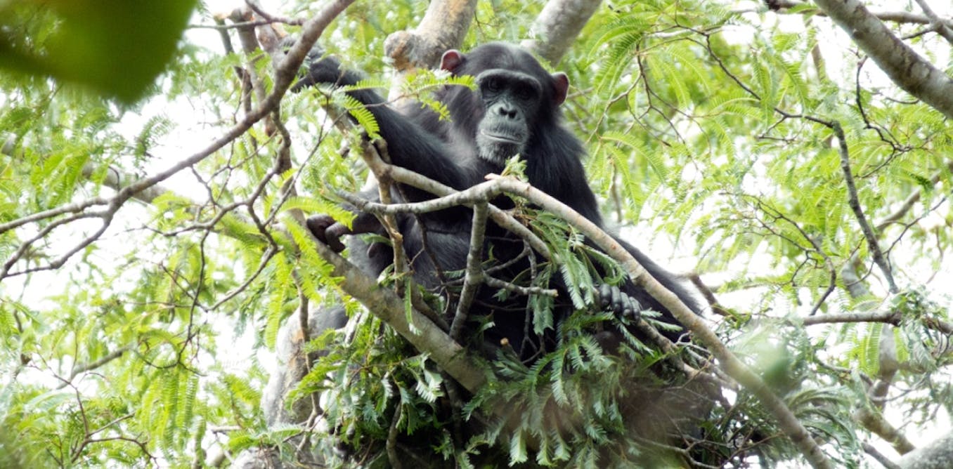 Chimpanzee 'nests' shed light on the origins of humanity