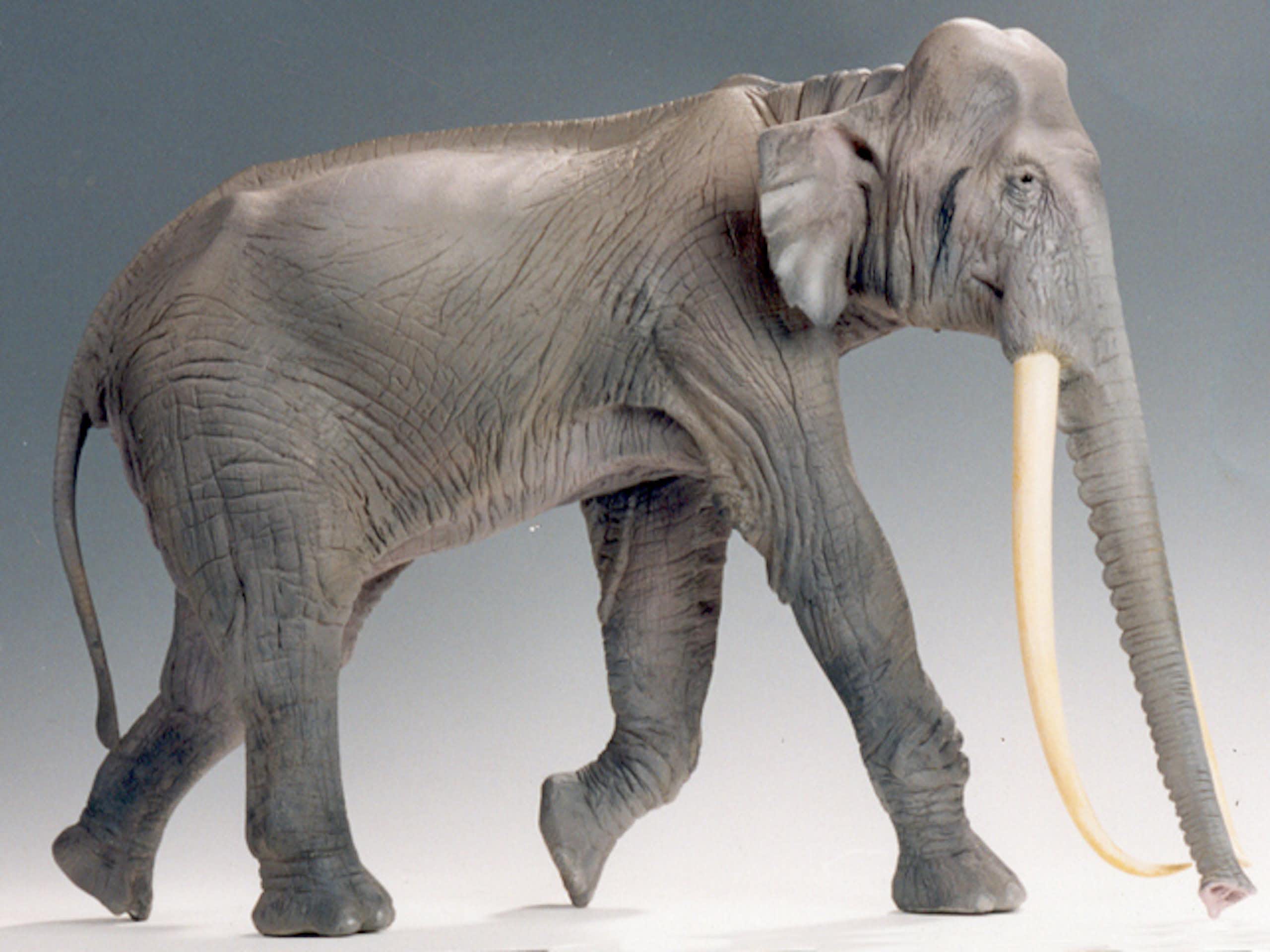 Ancient DNA changes everything we know about the evolution of elephants