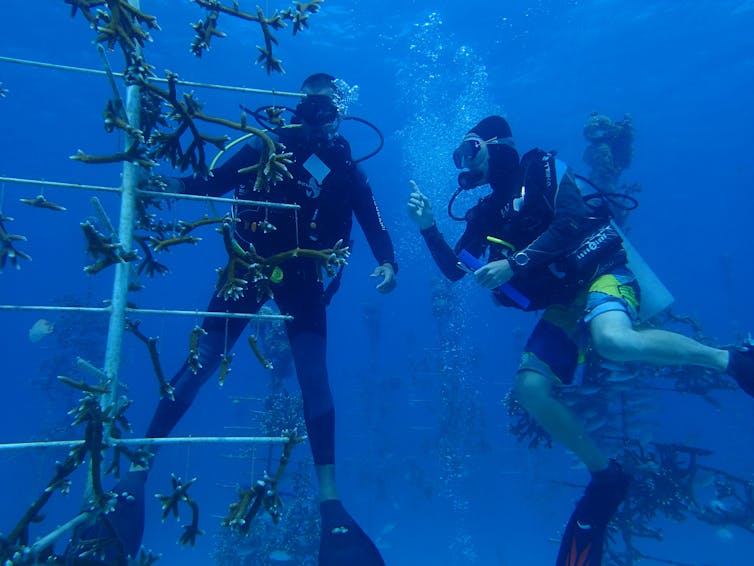 Coral reefs are in crisis – but scientists are finding effective ways to restore them