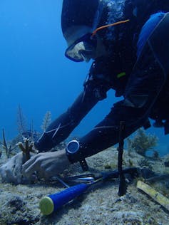 Coral reefs are in crisis – but scientists are finding effective ways to restore them