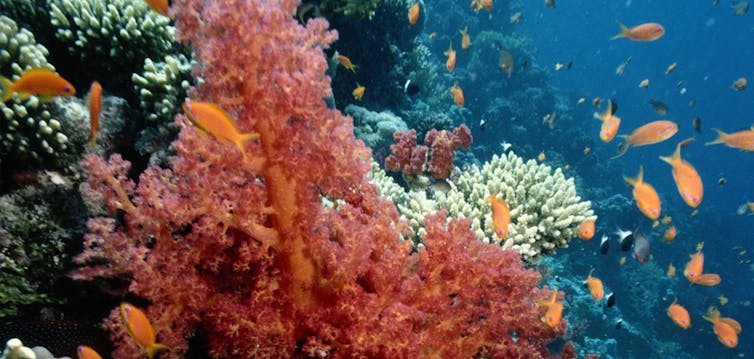 Coral reefs are in crisis – but scientists are finding effective ways to restore them