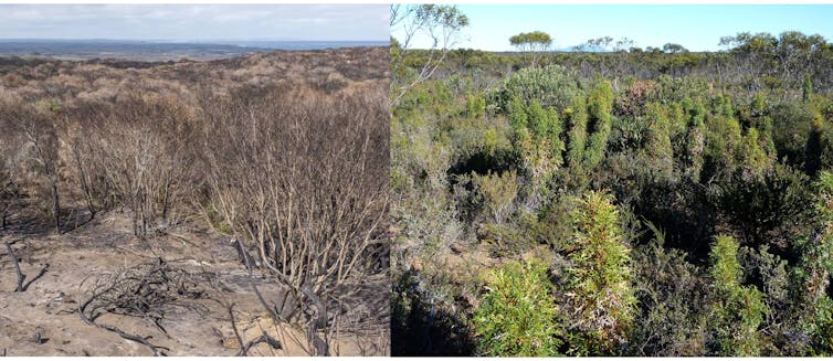 Why we are measuring the health of Australian vegetation poorly