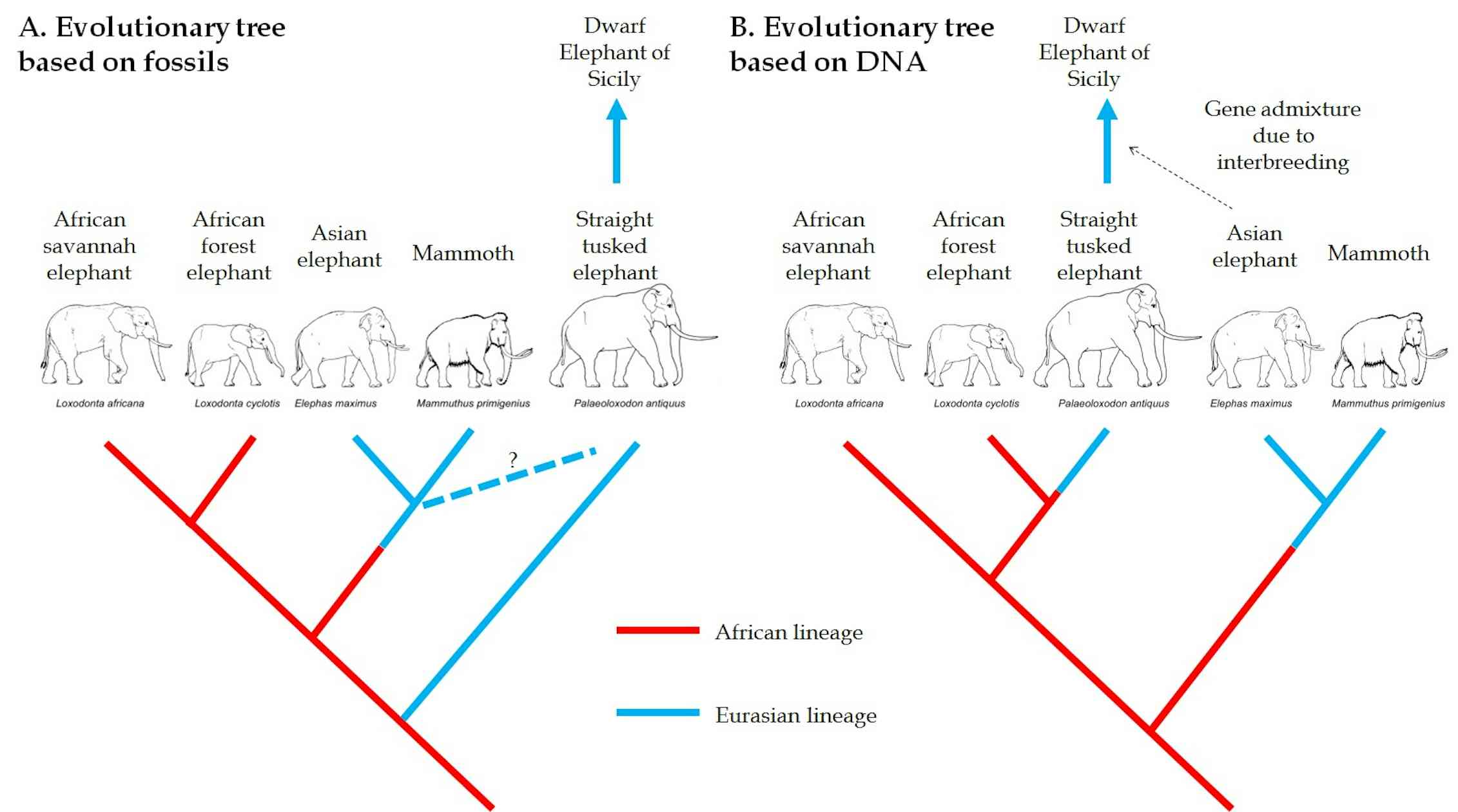 Ancient DNA changes everything we know about the evolution of elephants
