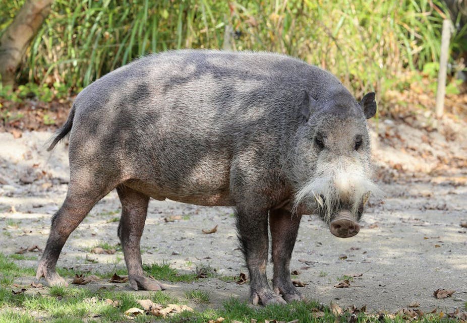 Borneo's bearded pig, gardener of forests and protector of their inhabitants