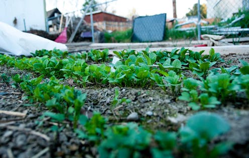 Why Australia imports so many veggie seeds (and do we really need to treat them with fungicides?)