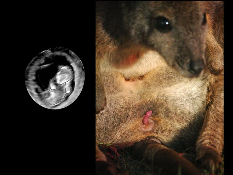 Womb with a view: ultrasound escapades of fetal wallabies
