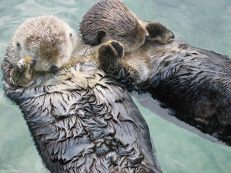 Why do sea otters clap?