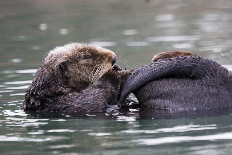 Why do sea otters clap?