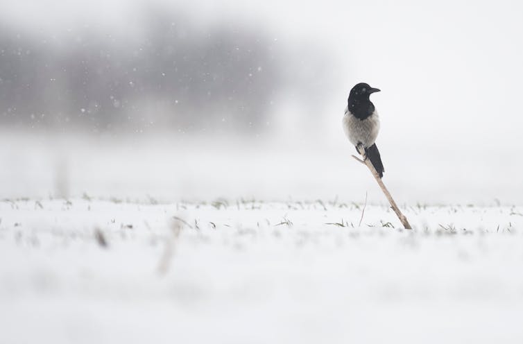 In The Magpie, Monet found all the colour in a snowy day