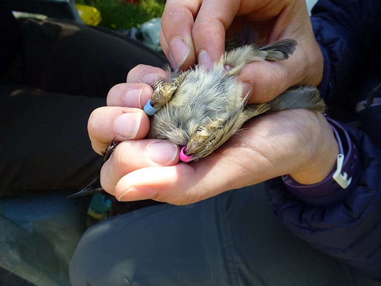 A sperm race to help save one of New Zealand’s threatened birds, the sugar-lapping hihi