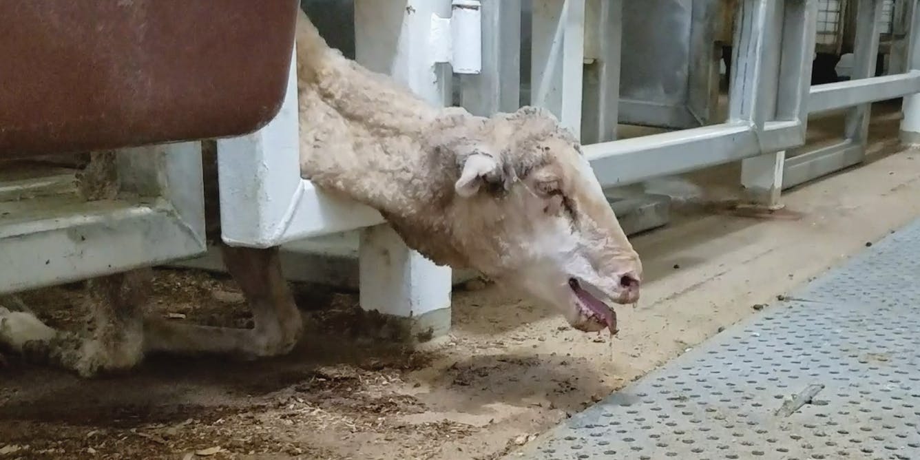 Australia's history of live exports is more than two ...