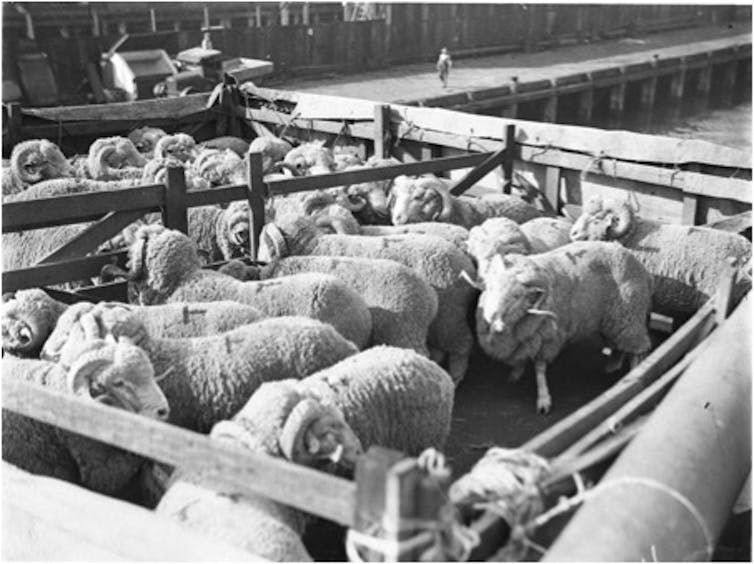 Australia's history of live exports is more than two centuries old