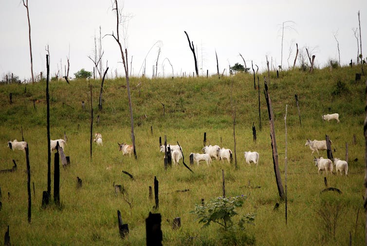 Cattle ranching is a leading cause of deforestation in Brazil. (Shutterstock)