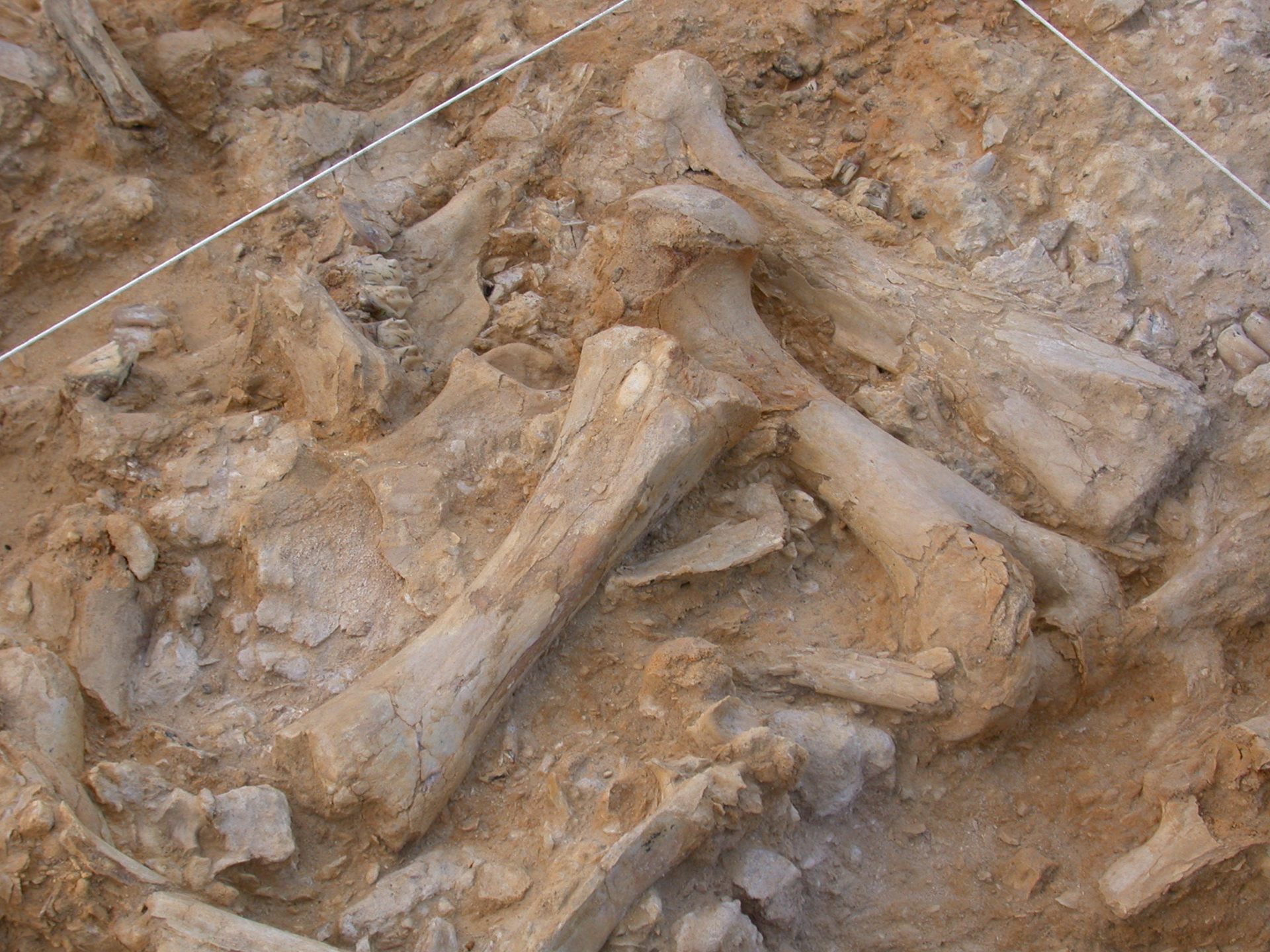 La taphonomie, qu’est ce que c’est